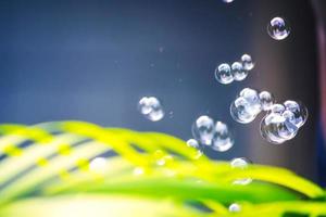 bolle d'acqua che galleggiano e cadono su foglie verdi foto