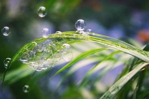 bolle d'acqua che galleggiano e cadono su foglie verdi foto