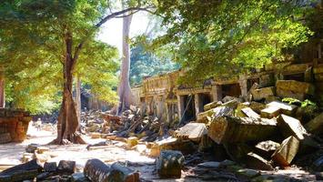 ta prohm tempio nel complesso di angkor wat, siem reap cambogia. foto