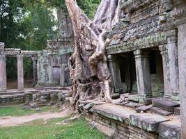 radice dell'albero aereo al tempio di preah khan, siem reap cambogia foto