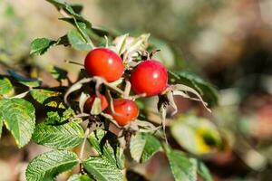 maturo rosso rosa canina frutta su un' cespuglio ramo nel il foresta. autunno natura foto