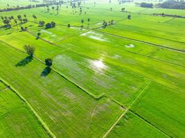 aereo Visualizza di verde riso campo con alberi nel Tailandia. sopra Visualizza di agricolo campo. riso impianti. naturale modello di verde riso azienda agricola. bellezza nel natura. sostenibile agricoltura. carbonio neutralità. foto