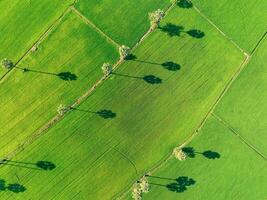 aereo Visualizza di verde riso campo con alberi nel Tailandia. sopra Visualizza di agricolo campo. riso impianti. naturale modello di verde riso azienda agricola. bellezza nel natura. sostenibile agricoltura. carbonio neutralità. foto