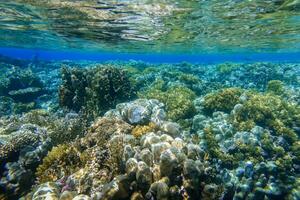 corallo scogliera con riflessi a partire dal il acqua superficie onde e il sole nel il rosso mare foto