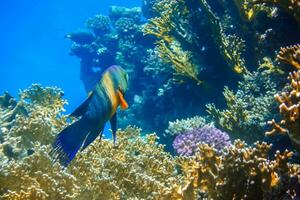 meraviglioso colorato coda di scopa wrasse pesce librarsi al di sopra di il corallo scogliera foto