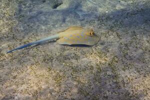 blu macchiato Stingray nuoto a il fondale marino e terra a partire dal il rosso mare Egitto foto