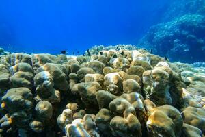 coralli con poco bianca nero Pesci nel in profondità blu acqua a partire dal il rosso mare nel Egitto foto