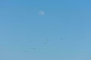 volante gabbiani a il blu cielo con il Luna a il spiaggia su vacanza foto