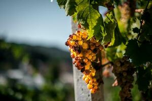 il viti e grappoli di uva nel il autunno raccogliere periodo, nel il piemontese langhe di serralunga, vicino alba, casa di italiano vino foto