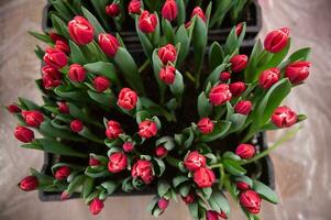 rosso kung fu tulipani con verde le foglie crescere nel il terra foto