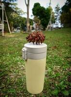 secco pino frutta su un' caffè bicchiere nel il giardino foto