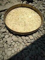 il residuo riso è secco nel il sole per essere elaborato in spuntini foto