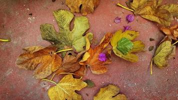 foglie d'autunno sul pavimento foto