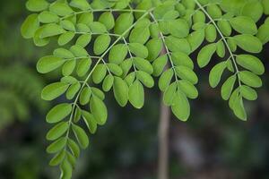 bacchetta del tamburo albero, erbaceo verde moringa le foglie albero sfondo foto