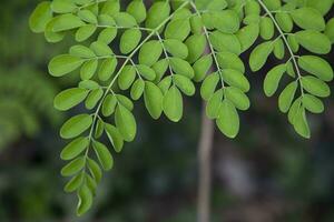 bacchetta del tamburo albero, erbaceo verde moringa le foglie albero sfondo foto