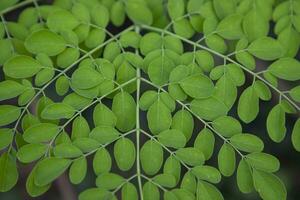 bacchetta del tamburo albero, erbaceo verde moringa le foglie albero sfondo foto