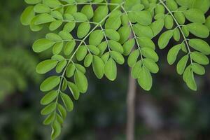 bacchetta del tamburo albero, erbaceo verde moringa le foglie albero sfondo foto