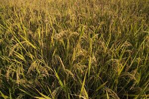 superiore Visualizza grano riso campo agricoltura paesaggio foto