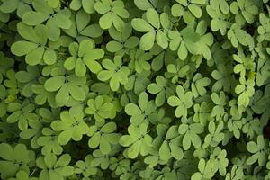 superiore Visualizza di verde le foglie struttura sfondo foto