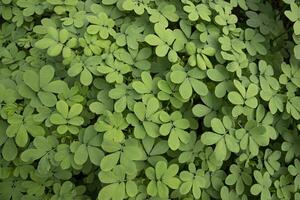 superiore Visualizza di verde le foglie struttura sfondo foto