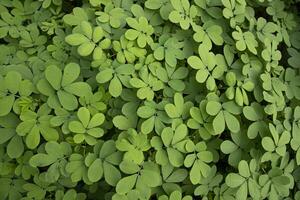 superiore Visualizza di verde le foglie struttura sfondo foto