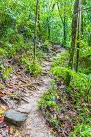 sentiero escursionistico nella giungla tropicale palme foresta koh samui thailandia. foto