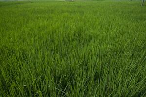 agricoltura paesaggio Visualizza di il grano riso campo nel il campagna di bangladesh foto