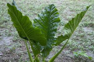 verde alocasia o elefante orecchio albero pianta naturale struttura sfondo foto