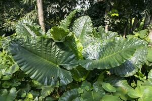 verde alocasia o elefante orecchio albero pianta naturale struttura sfondo foto