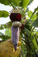 fiorire Banana fiore è un' salutare nutrizione verdura su il giardino albero foto