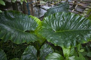 verde alocasia o elefante orecchio albero pianta naturale struttura sfondo foto