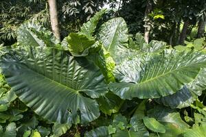 verde alocasia o elefante orecchio albero pianta naturale struttura sfondo foto