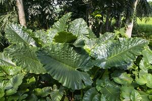 verde alocasia o elefante orecchio albero pianta naturale struttura sfondo foto