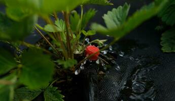 gocciolare irrigazione. vicino su Visualizza di irrigazione sistema nel un' sollevato letto. fragola cespugli germoglio a partire dal il rifiuti contro gocciolare irrigazione. foto