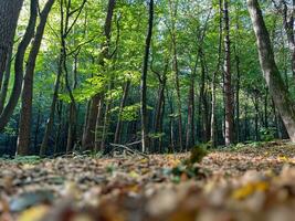 autunno foresta alberi foto