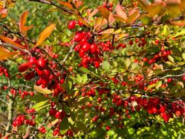 pianta con rosso frutti di bosco foto