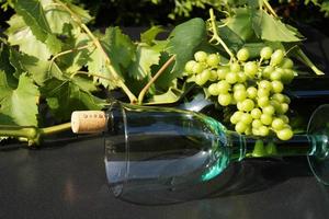 uva da vino bianco e foglie