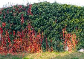 pianta rampicante vino selvatico - pathenocissus quinquefolia foto