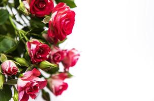 rose rosse su bianco foto