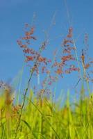 fiore di erba rubino natale redtop nel vento e nel cielo blu