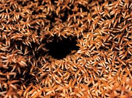 Marrone formica nido su il terra foto
