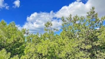 pini e cielo azzurro con nuvole bianche foto
