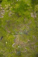 lichene fungo verde muschio su il vecchio concreare parete astratto struttura sfondo. arrugginito, sgangherato, grintoso Vintage ▾ sfondo foto