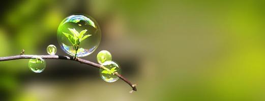 le gemme fogliari in crescita sono protette da una sfera di cristallo foto