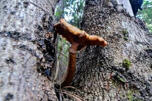 un' fungo nel il foresta foto