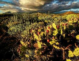 cactus impianti nel il montagna foto