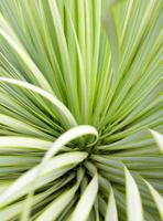 succulenta pianta di yucca spina e dettaglio su foglie di yucca a foglia stretta foto