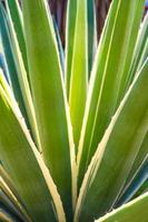 succulenta pianta del secolo spina e dettaglio sulle foglie di agave caraibica