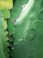 primo piano pianta succulenta, foglie fresche dettaglio di agave titanota gentry
