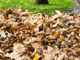 raccolto mucchio di asciutto autunno foglie, pulizia di il territorio foto